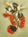 Rowan, rowanberry, Chokeberry, aronia .Dried herbs. Herbal medic