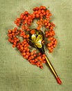 Rowan, rowanberry. Dried herbs. Herbal medicine, phytotherapy me