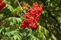 Rowan, rowanberry with red orange colored fruits, berry