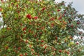 Rowan, rowanberry with red orange colored fruits, berry