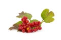 Rowan, rowanberry, rowan-tree Royalty Free Stock Photo