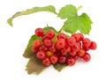 Rowan, rowanberry, rowan-tree Royalty Free Stock Photo