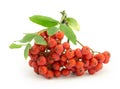 Rowan, rowanberry, rowan-tree Royalty Free Stock Photo