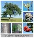 Rowan, rowanberry, sorbus, aucuparia, Rowan, Mountain Ash, tree, broadleaf