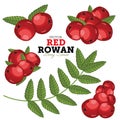 Rowan Set, Vector.