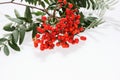 Rowan Sorbus aucuparia berries and leaves isolated on white Royalty Free Stock Photo