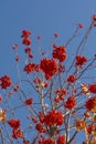 Rowan (Sorbus aucuparia) fruits and leaves in the autumn. Mountain-ash berries on the branch Royalty Free Stock Photo