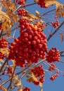 Rowan (Sorbus aucuparia) fruits and leaves in the autumn. Mountain-ash berries on the branch Royalty Free Stock Photo