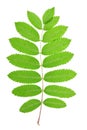 Rowan green leaf isolated on white Royalty Free Stock Photo
