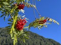 Rowan (Sorbus aucuparia), Mountain-ash, Vogelbeere, Eberesche oder Vogelbeerbaum, Sorbier des oiseleurs