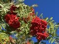 Rowan (Sorbus aucuparia), Mountain-ash, Vogelbeere, Eberesche oder Vogelbeerbaum, Sorbier des oiseleurs