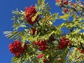 Rowan (Sorbus aucuparia), Mountain-ash, Vogelbeere, Eberesche oder Vogelbeerbaum, Sorbier des oiseleurs