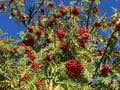 Rowan (Sorbus aucuparia), Mountain-ash, Vogelbeere, Eberesche oder Vogelbeerbaum, Sorbier des oiseleurs