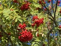 Rowan (Sorbus aucuparia), Mountain-ash, Vogelbeere, Eberesche oder Vogelbeerbaum, Sorbier des oiseleurs