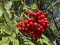 Rowan (Sorbus aucuparia), Mountain-ash, Vogelbeere, Eberesche oder Vogelbeerbaum, Sorbier des oiseleurs