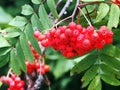 Rowan (Sorbus aucuparia) pomes.