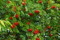 Rowan Sorbus aucuparia tree, ash berry clusters with green lea Royalty Free Stock Photo