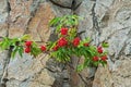 Rowan sprout in granite rock fault