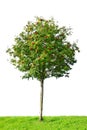 Rowan tree Royalty Free Stock Photo