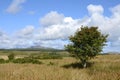 Rowan tree, Arran Royalty Free Stock Photo