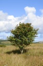 Rowan tree, Arran Royalty Free Stock Photo