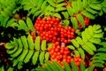 Rowan tree, Ash-berry tree at autumn Royalty Free Stock Photo