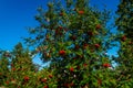 Rowan tree, Ash-berry tree at autumn Royalty Free Stock Photo