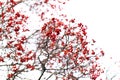 Rowan tree in autumn against white background