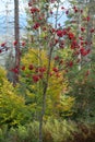 Rowan tree in the forest