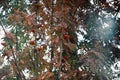 rowan tree in autumn in the sun has yellow leaves and red ripe berries