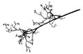 Rowan tree, bare branch silhouette. Vector illustration