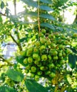 Rowan tree berries