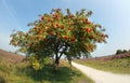 Rowan tree with berries in summer Royalty Free Stock Photo
