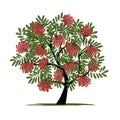 Rowan tree with berries for your design Royalty Free Stock Photo