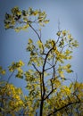 Rowan tree with blue sky