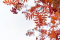 Rowan tree branch with red leaves and ripe berries against the sky. Royalty Free Stock Photo