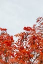 Rowan tree branch with red leaves and ripe berries against the sky Royalty Free Stock Photo