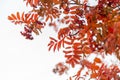 Rowan tree branch with red leaves and ripe berries against the sky Royalty Free Stock Photo