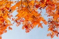 Rowan tree branch with red orange leaves and ripe berries against blue sky. Royalty Free Stock Photo