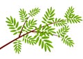 Rowan tree branch