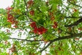 Rowan Tree. Branches of Mountain Ash, Beautiful Tree with Ripe Berries Against Clear Sky Background