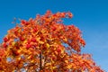 Rowan tree branches with ripe red berries and colorful autumn leaves Royalty Free Stock Photo