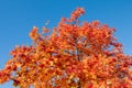 Rowan tree branches with ripe red berries and colorful autumn leaves Royalty Free Stock Photo