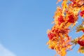 Rowan tree branches with ripe red berries and colorful autumn leaves Royalty Free Stock Photo