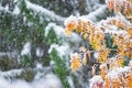 Rowan tree branches and yellow leaves covered with fresh snow Royalty Free Stock Photo