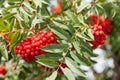 Rowan tree with bright red bunches of berries on branches with green long jagged leaves in an autumn day in the garden. Background Royalty Free Stock Photo