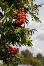 Rowan tree with bright red bunches of berries on branches with green long jagged leaves in an autumn day in the garden. Background Royalty Free Stock Photo