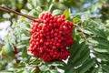 Rowan tree with bright red bunches of berries on branches with green long jagged leaves in an autumn day in the garden. Background Royalty Free Stock Photo