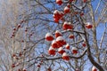 Rowan tree with bunches of red berries under snow. Winter scene Royalty Free Stock Photo