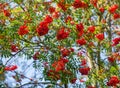 Rowan tree, close-up of bright rowan berries